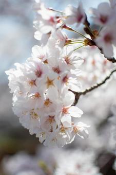 桜 桜の写真