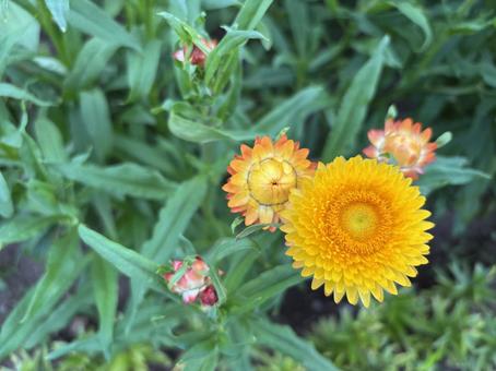 Photo, helichrysum, rustling, yellow, 