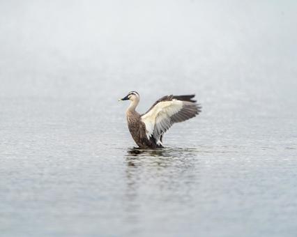 水辺で羽をはためかせるカルガモ 水辺で羽をはためかせるカルガモの写真