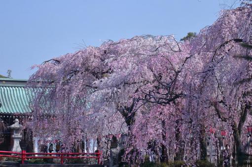 Spring full bloom Spring full bloom