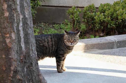 cat, JPG cat, JPG