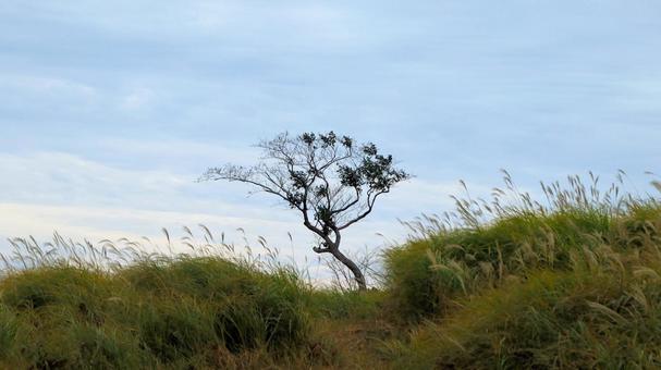 稲取細野高原のすすき野原　17の写真