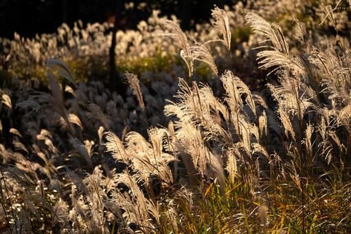 ススキ ススキ,秋,秋イメージの写真素材