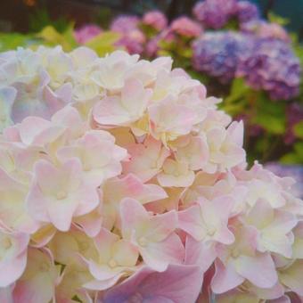 紫陽花 紫陽花の写真