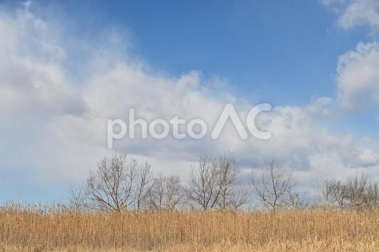 空と立ち木 空,そら,屋外での写真素材