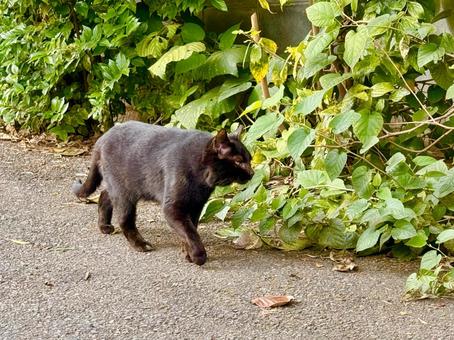 路上を歩く野良の黒猫 路上を歩く野良の黒猫 黒猫,ネコ,猫の写真素材