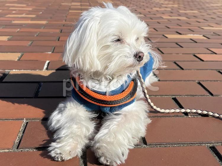 犬の散歩 マルチーズ,かわいい犬,ポスター素材の写真素材