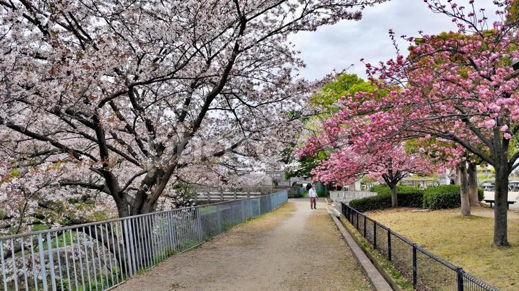 桜咲く曇天の公園の風景 桜,さくら,サクラの写真素材