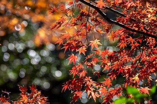 紅葉 紅葉,秋素材,背景の写真素材
