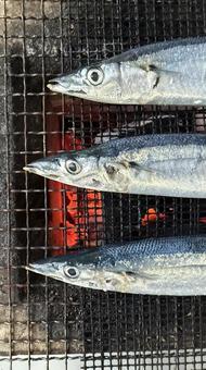 秋刀魚(さんま)を炭火で網焼き 秋刀魚(さんま)を炭火で網焼き さんま,サンマ,秋刀魚の写真素材