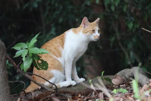 遠くを見つめる猫がいる風景 遠くを見つめる猫がいる風景の写真