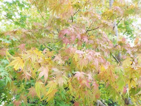 色づき始めたモミジの木☺︎ 色づき始めたモミジの木☺︎の写真