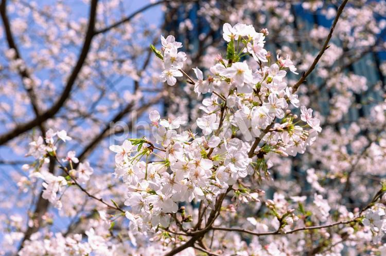 江戸桜通りに咲くソメイヨシノ2 桜,ソメイヨシノ,春の写真素材