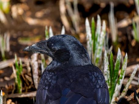 カラスのアップの写真