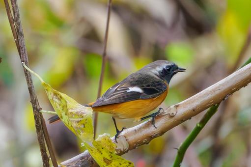 ジョウビタキ⒂ 鳥,ジョウビタキ,オスの写真素材
