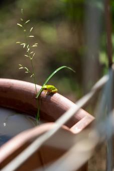 水滴と雨蛙、静かな瞬間 アマガエル,カエル,蛙の写真素材