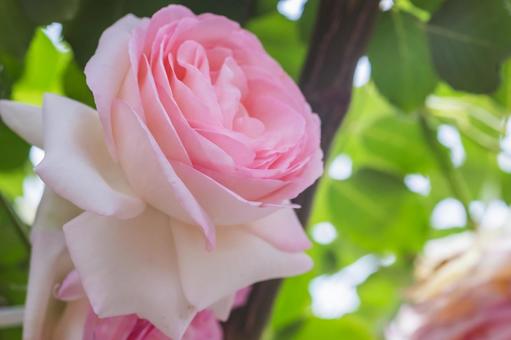 ピンク色の薔薇 バラ,薔薇,花の写真素材