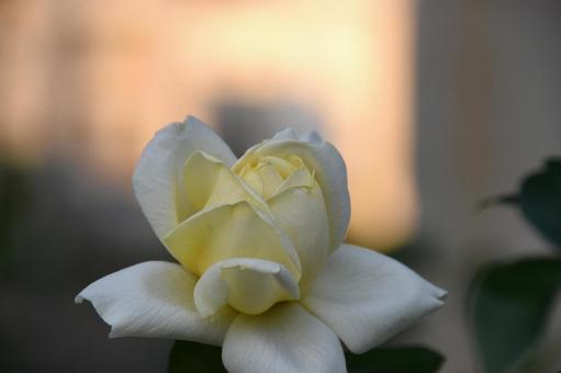 薔薇 薔薇の写真