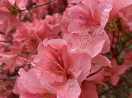 Azalea, JPG