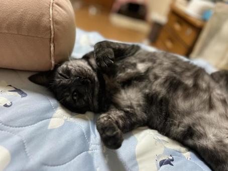 お手てブランして可愛いヴェルちゃん お手てブランして可愛いヴェルちゃんの写真