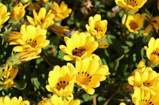 ガザニアと蜂 ガザニアと蜂 ガザニア,蜂,自然の写真素材