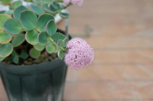 エッチュウミセバヤの花 エッチュウミセバヤ,越中ミセバヤ,ミセバヤの写真素材