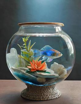 金魚鉢1 ガラス,おしゃれ,キレイの写真素材