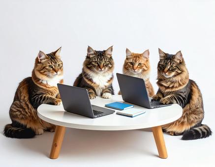 猫会議 猫会議の写真
