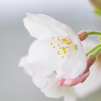 Photo, cherry blossoms, up, spring image, 