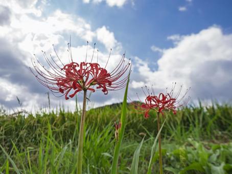 秋雲を背に揺れる赤い花 秋雲を背に揺れる赤い花の写真