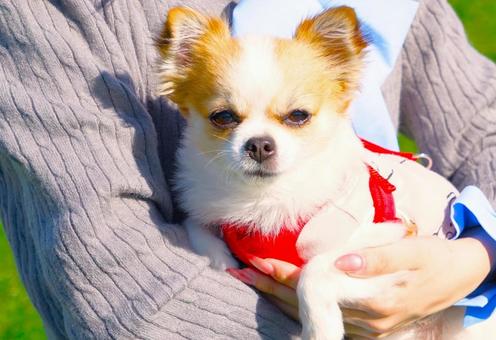 寝ぼけまなこのチワワンコ 寝ぼけまなこのチワワンコ 犬,動物,ペットの写真素材