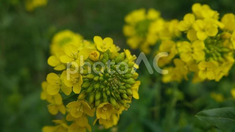 美しく咲いた菜の花 油菜,菜の花,菜種の写真素材