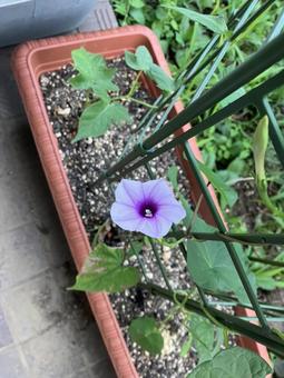 朝顔 朝顔の写真