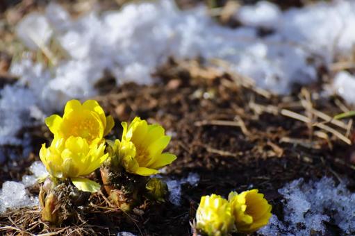 Flowers that call for happiness Flowers that call for happiness
