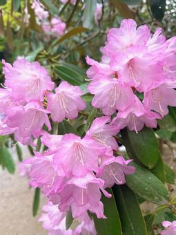 石楠花♪ 石楠花♪の写真