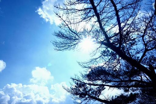 宮崎県えびの高原・青空とアカマツ 宮崎県えびの高原・青空とアカマツ 宮崎県,えびの高原,アカマツの写真素材