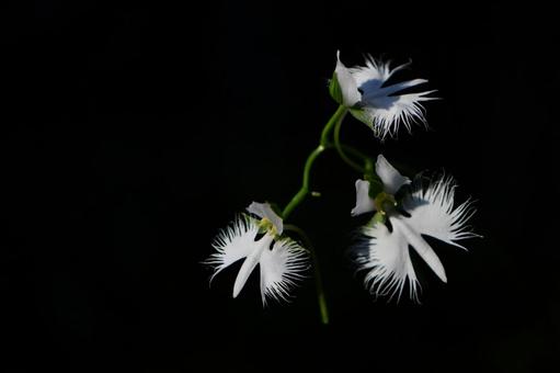 サギソウ 32の写真