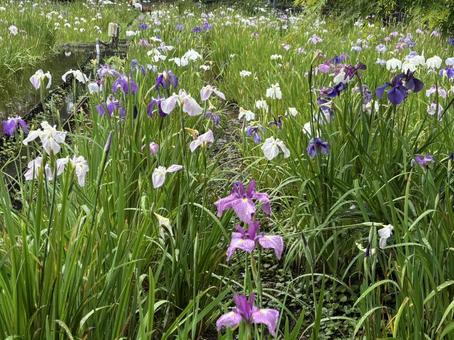 本土寺の菖蒲園 本土寺の菖蒲園の写真