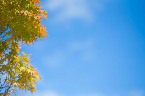 左側にもみじ 左側にもみじ 紅葉,秋,もみじの写真素材