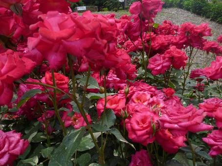 ローズガーデンの花3 ローズガーデンの花3の写真