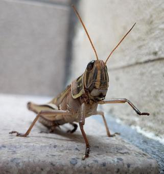 タイワンツチイナゴの写真