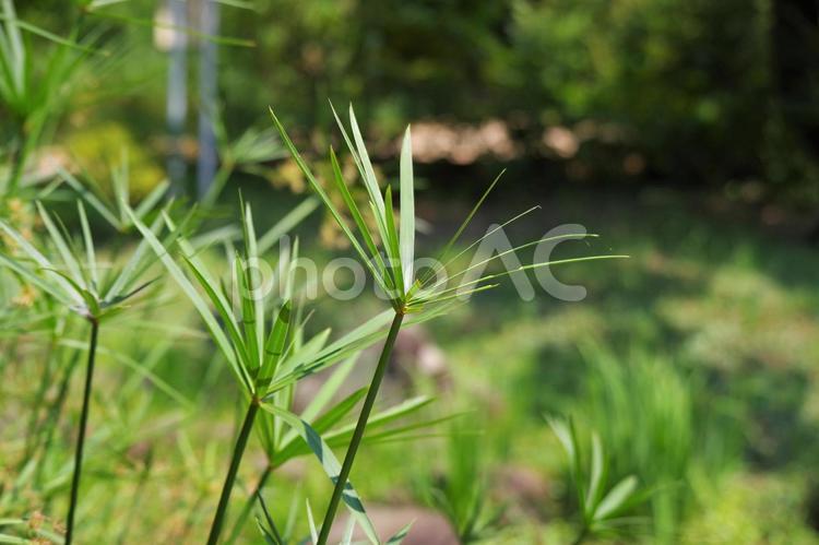 浮間公園の植物 浮間公園,植物,緑の写真素材