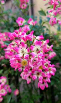 ピンクの花 ピンクの花の写真
