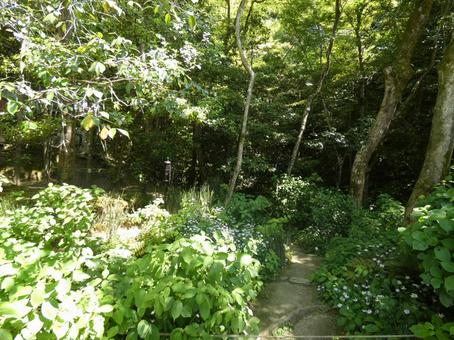 詩仙堂庭園の写真