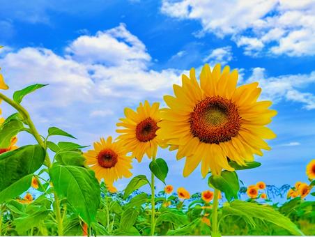 Photo, summer, summer vacation, sunflower, 