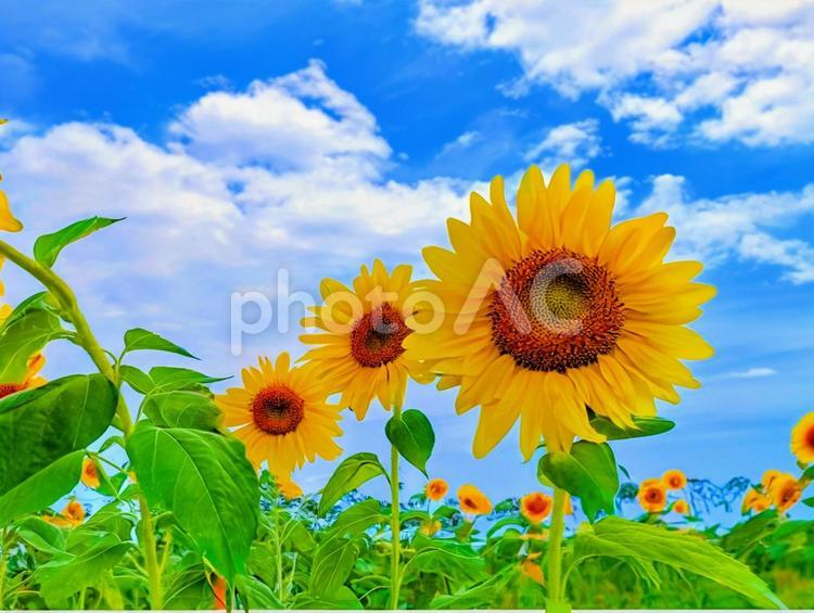 元気なひまわり 夏,夏休み,ひまわりの写真素材