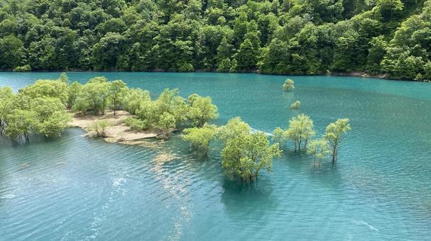 水没林 水没林の写真