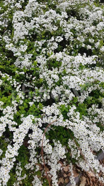 春の花絨毯 花,植物,庭園の写真素材