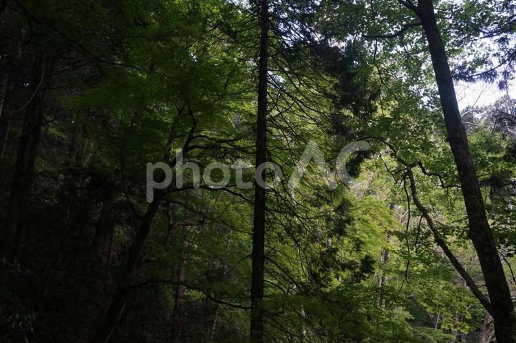 森の風景 高尾山,山,東京の写真素材