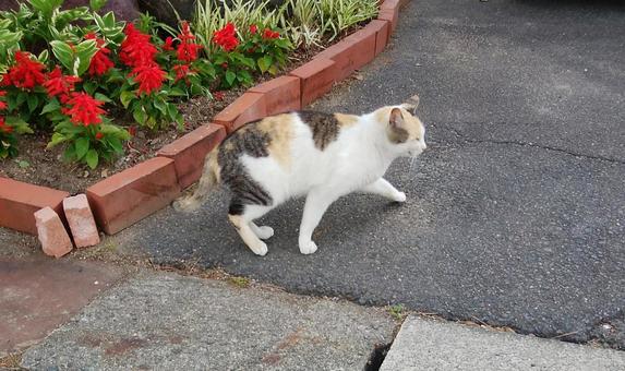 花壇と歩く三毛猫 花壇と歩く三毛猫 花,三毛猫,道の写真素材
